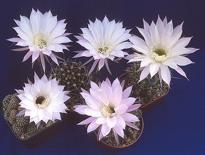 Echinopsis